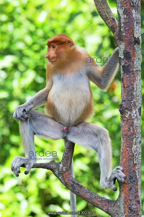 : Proboscis / Long-nosed Monkey : Proboscis / Long-nosed Monkey