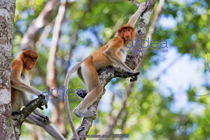: Proboscis / Long-nosed Monkey : Proboscis / Long-nosed Monkey