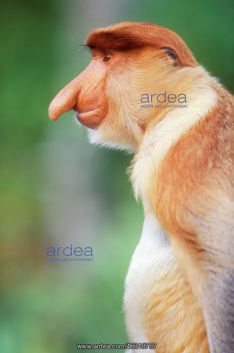 : Proboscis / Long-nosed MONKEY : Proboscis / Long-nosed MONKEY