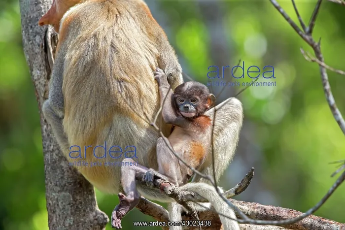 : Proboscis / Long-nosed Monkey - adult female and baby : Proboscis / Long-nosed Monkey - adult female and baby