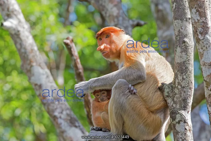 : Proboscis / Long-nosed Monkey - adult female and baby : Proboscis / Long-nosed Monkey - adult female and baby