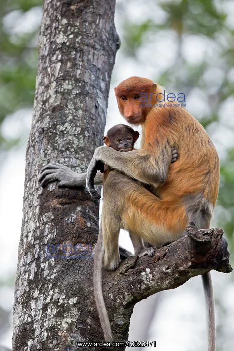 : Proboscis / Long-nosed Monkey - adult female and baby : Proboscis / Long-nosed Monkey - adult female and baby