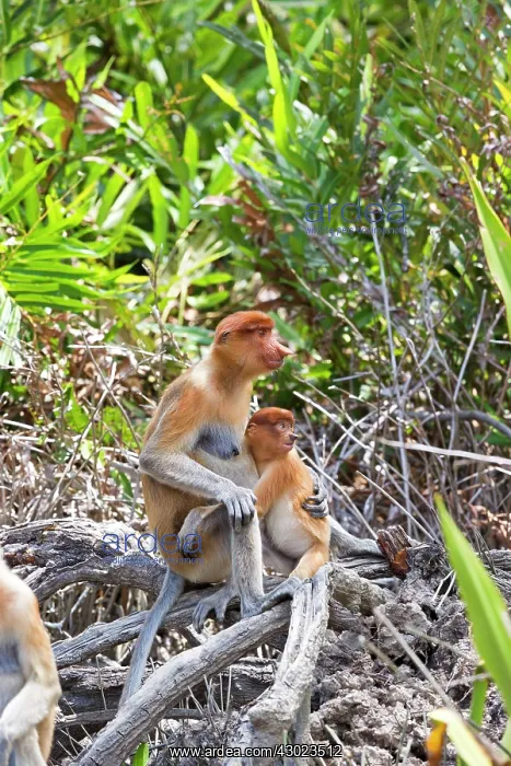 : Proboscis / Long-nosed Monkey - adult female and baby : Proboscis / Long-nosed Monkey - adult female and baby