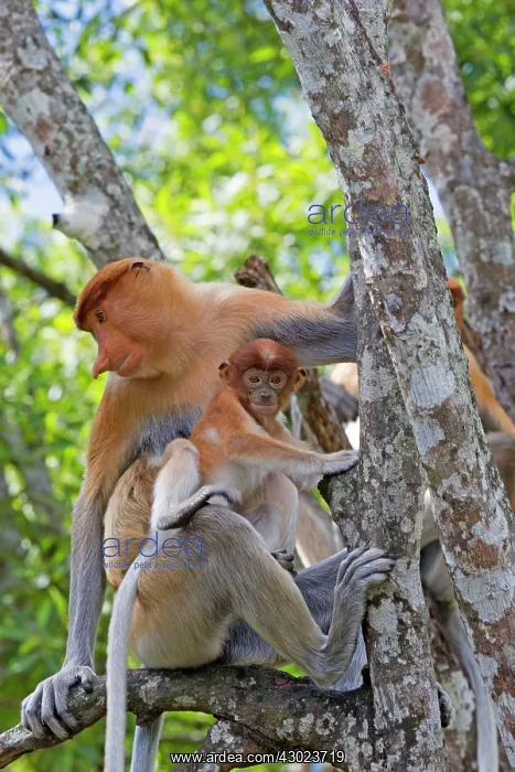 : Proboscis / Long-nosed Monkey - adult female and baby : Proboscis / Long-nosed Monkey - adult female and baby