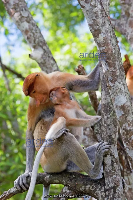 : Proboscis / Long-nosed Monkey - adult female and baby : Proboscis / Long-nosed Monkey - adult female and baby