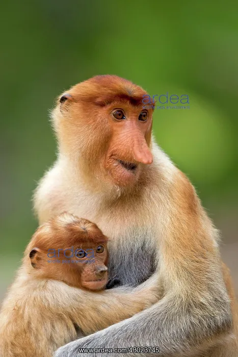 : Proboscis / Long-nosed Monkey - adult female and baby : Proboscis / Long-nosed Monkey - adult female and baby