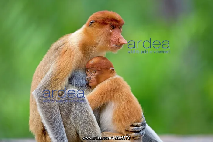 : Proboscis / Long-nosed Monkey - adult female and baby : Proboscis / Long-nosed Monkey - adult female and baby