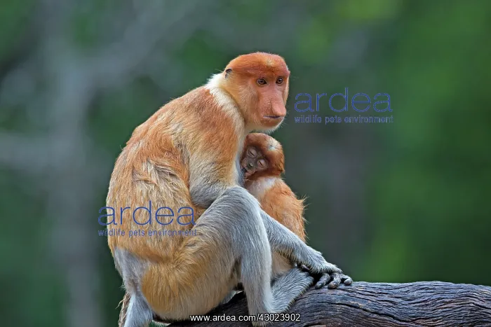: Proboscis / Long-nosed Monkey - adult female and baby : Proboscis / Long-nosed Monkey - adult female and baby