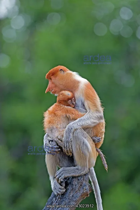: Proboscis / Long-nosed Monkey - adult female and baby : Proboscis / Long-nosed Monkey - adult female and baby