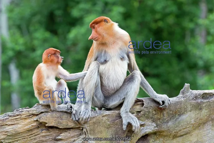  : Proboscis  /  Long-nosed Monkey - adult female and baby