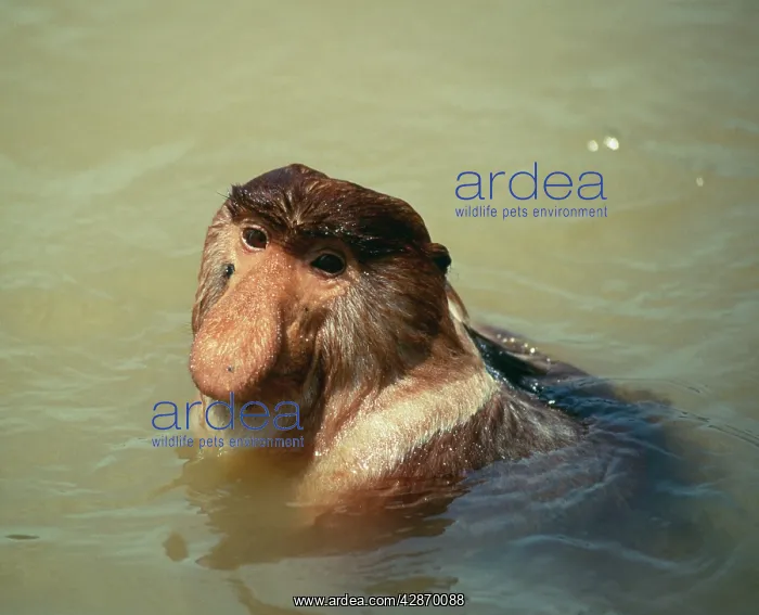 : Proboscis / Long-nosed MONKEY - Adult male crossing : Proboscis / Long-nosed MONKEY - Adult male crossing