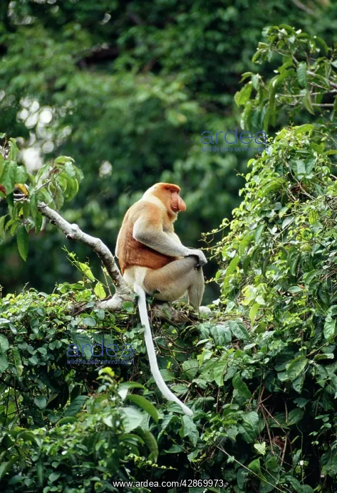 : Proboscis / Long-nosed MONKEY - adult male in tree : Proboscis / Long-nosed MONKEY - adult male in tree