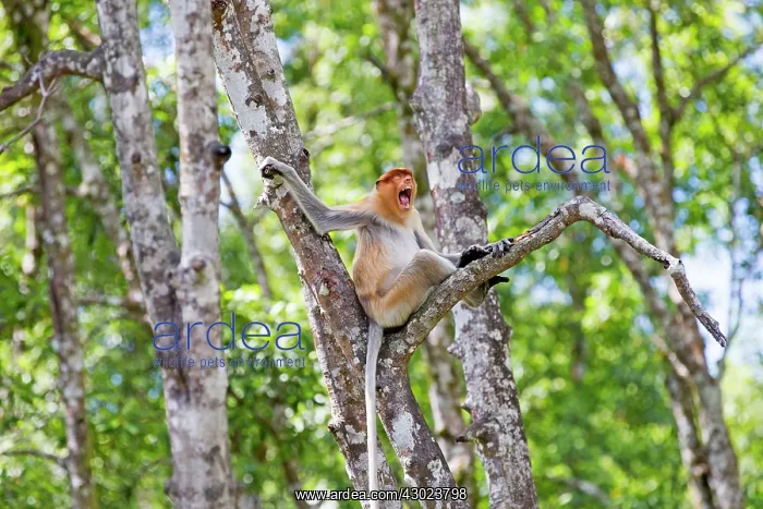: Proboscis / Long-nosed Monkey - calling : Proboscis / Long-nosed Monkey - calling