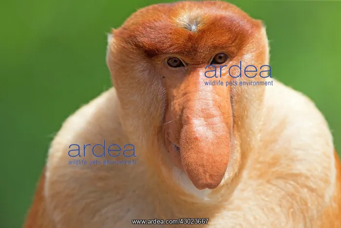 : Proboscis / Long-nosed Monkey - chief male : Proboscis / Long-nosed Monkey - chief male