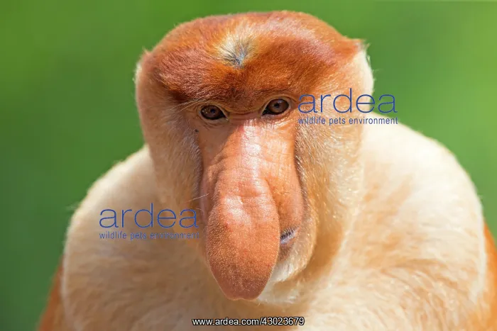 : Proboscis / Long-nosed Monkey - chief male : Proboscis / Long-nosed Monkey - chief male