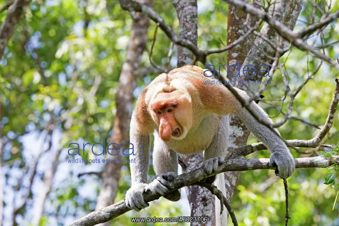 : Proboscis / Long-nosed Monkey - chief male : Proboscis / Long-nosed Monkey - chief male