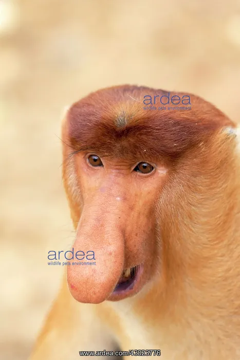 : Proboscis / Long-nosed Monkey - chief male : Proboscis / Long-nosed Monkey - chief male