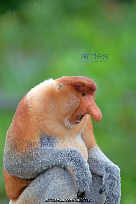 : Proboscis / Long-nosed Monkey - chief male : Proboscis / Long-nosed Monkey - chief male