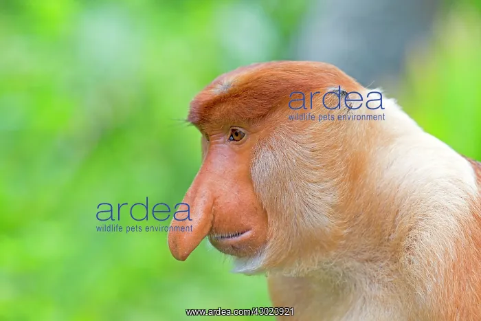 : Proboscis / Long-nosed Monkey - chief male : Proboscis / Long-nosed Monkey - chief male