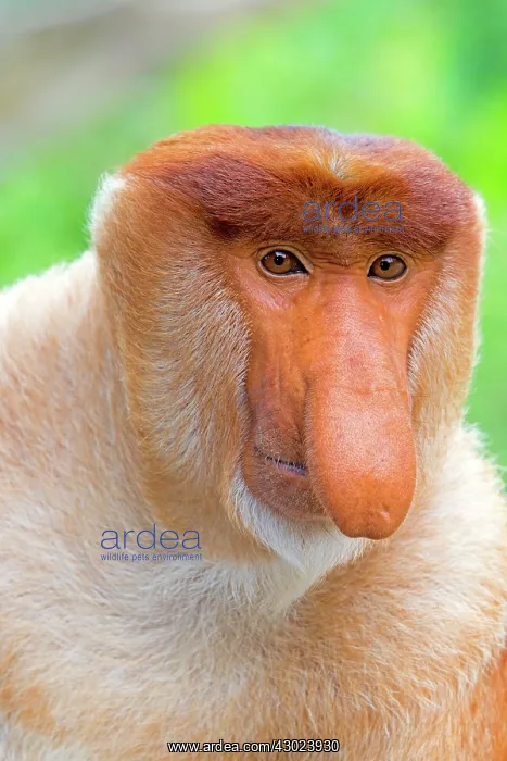 : Proboscis / Long-nosed Monkey - chief male : Proboscis / Long-nosed Monkey - chief male