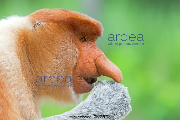 : Proboscis / Long-nosed Monkey - chief male : Proboscis / Long-nosed Monkey - chief male