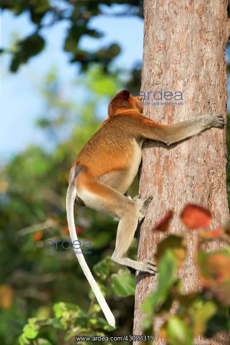 : Proboscis / Long-nosed Monkey - climbing tree : Proboscis / Long-nosed Monkey - climbing tree