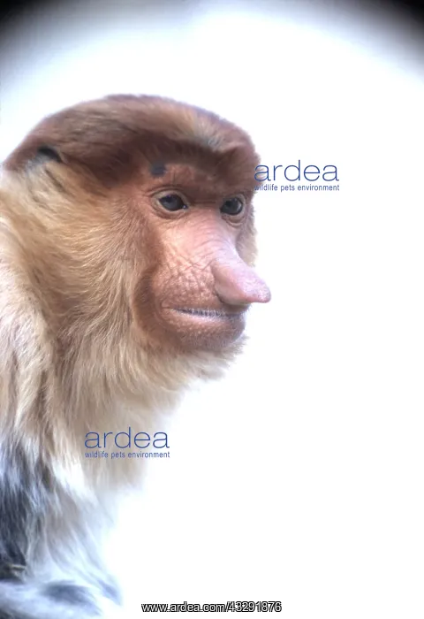 : Proboscis / Long-nosed MONKEY - close-up of head : Proboscis / Long-nosed MONKEY - close-up of head
