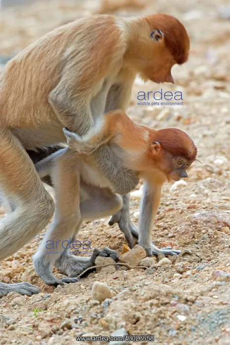 : Proboscis / Long-nosed Monkey - dummy coupling : Proboscis / Long-nosed Monkey - dummy coupling