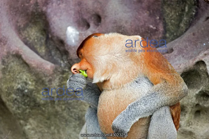 : Proboscis / Long-nosed Monkey - eating leaves : Proboscis / Long-nosed Monkey - eating leaves