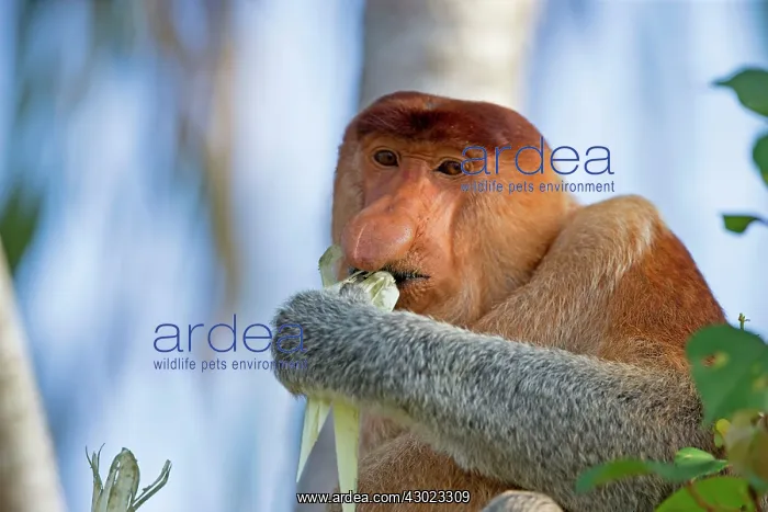 : Proboscis / Long-nosed Monkey - eating leaves : Proboscis / Long-nosed Monkey - eating leaves