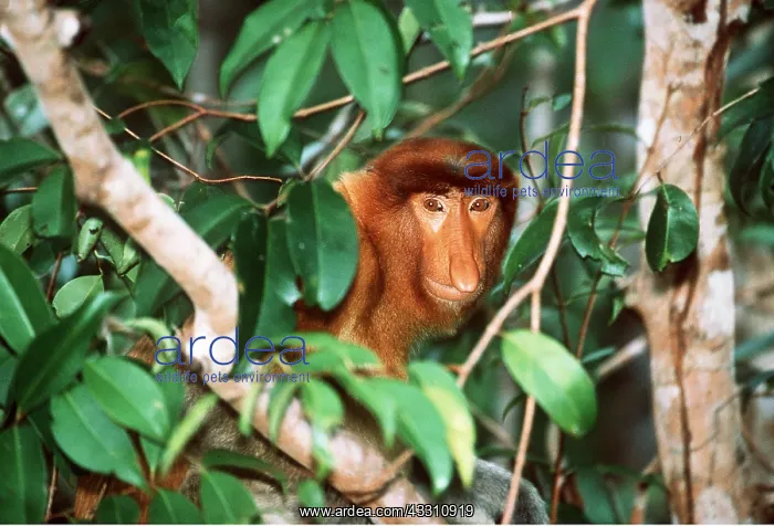 : Proboscis / Long-nosed MONKEY - face amongst branches : Proboscis / Long-nosed MONKEY - face amongst branches