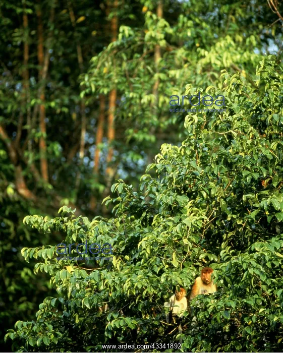 : Proboscis / Long-nosed MONKEY - family group in : Proboscis / Long-nosed MONKEY - family group in