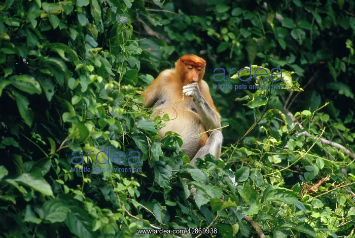 : Proboscis / Long-nosed MONKEY - FEEDING : Proboscis / Long-nosed MONKEY - FEEDING