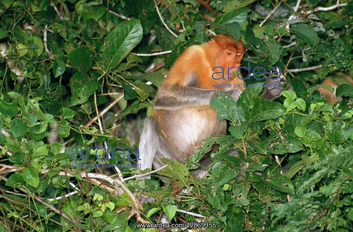 : Proboscis / Long-nosed MONKEY - feeding on leaves : Proboscis / Long-nosed MONKEY - feeding on leaves