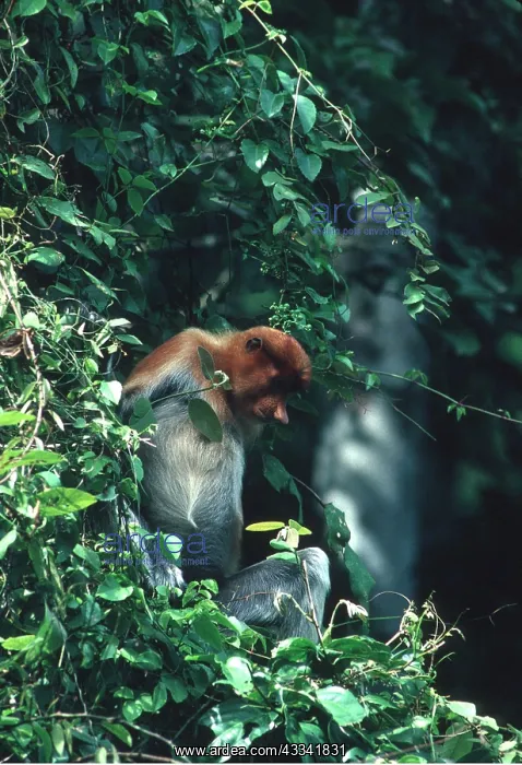 : Proboscis / Long-nosed MONKEY - feeding along river : Proboscis / Long-nosed MONKEY - feeding along river