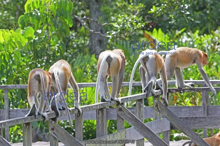 : Proboscis / Long-nosed Monkey - at feeding station : Proboscis / Long-nosed Monkey - at feeding station