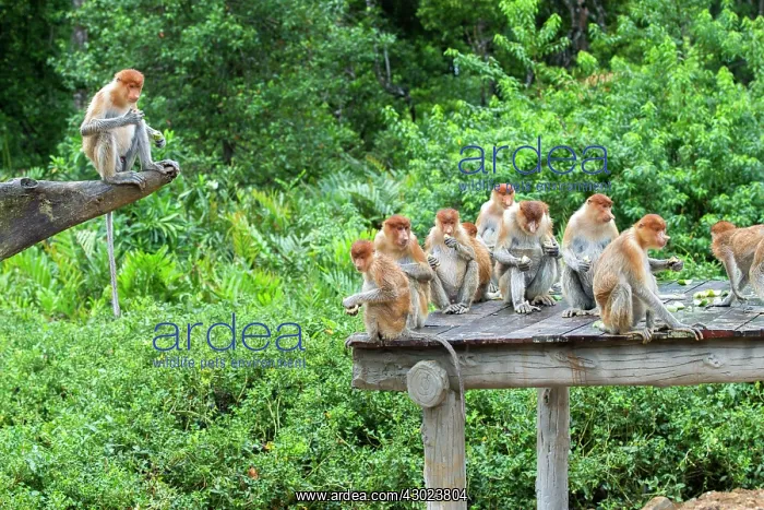 : Proboscis / Long-nosed Monkey - at feeding station : Proboscis / Long-nosed Monkey - at feeding station