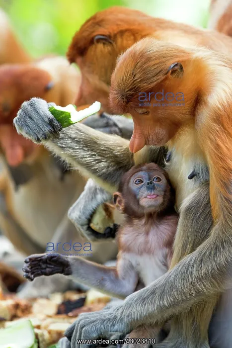 : Proboscis / Long-nosed Monkey - at feeding station : Proboscis / Long-nosed Monkey - at feeding station