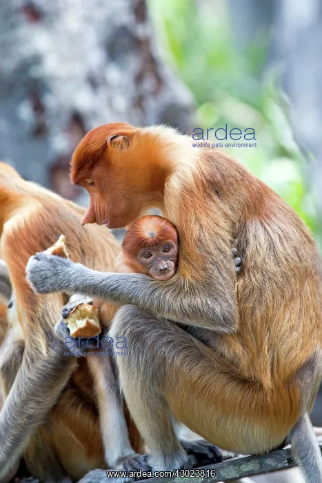 : Proboscis / Long-nosed Monkey - at feeding station : Proboscis / Long-nosed Monkey - at feeding station