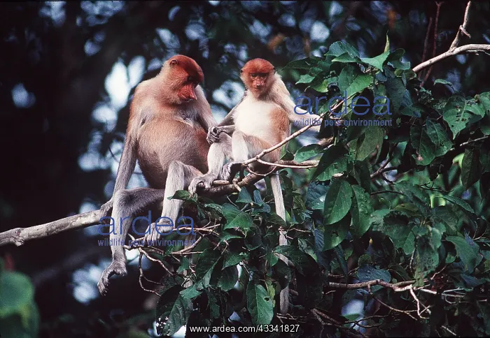 : Proboscis / Long-nosed MONKEY - female and young : Proboscis / Long-nosed MONKEY - female and young