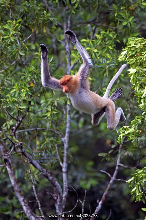 : Proboscis / Long-nosed Monkey - in flight jumping : Proboscis / Long-nosed Monkey - in flight jumping