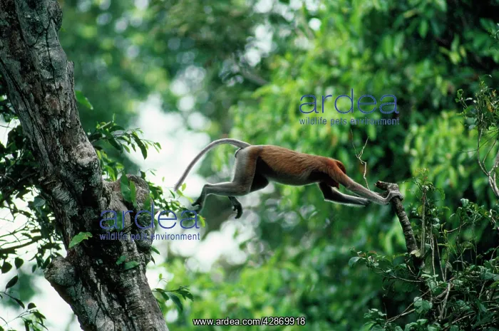 : Proboscis / Long-nosed MONKEY - JUMPING : Proboscis / Long-nosed MONKEY - JUMPING