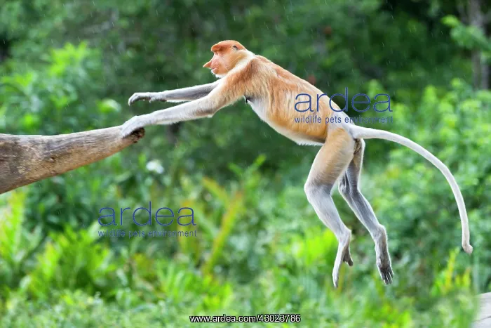 : Proboscis / Long-nosed Monkey - jumping : Proboscis / Long-nosed Monkey - jumping