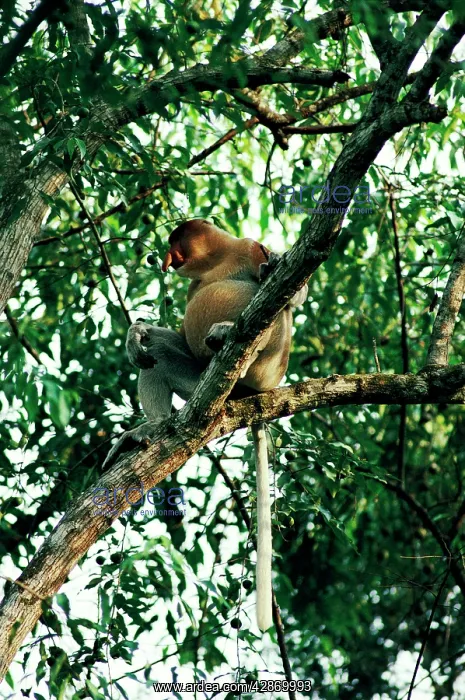  : Proboscis  /  Long-nosed MONKEY - male with distended