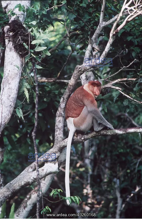 : Proboscis / Long-nosed MONKEY - male in tree : Proboscis / Long-nosed MONKEY - male in tree