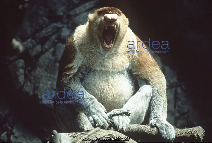 : Proboscis / Long-nosed MONKEY - mouth open : Proboscis / Long-nosed MONKEY - mouth open