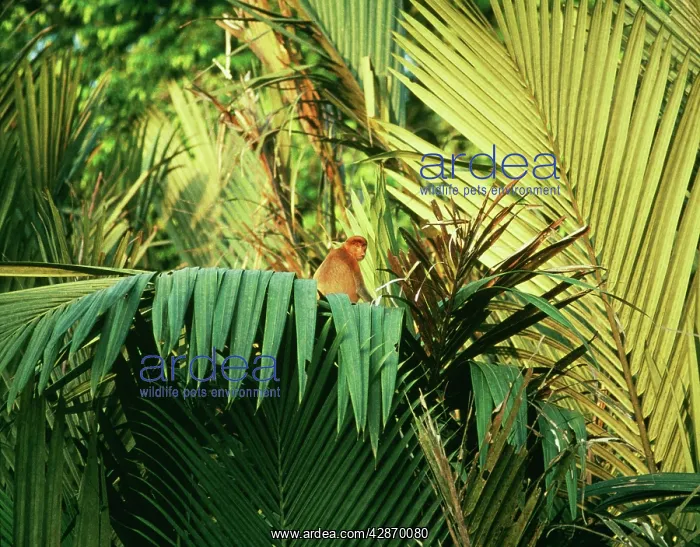 : Proboscis / Long-nosed MONKEY - On Nipa Palm / : Proboscis / Long-nosed MONKEY - On Nipa Palm /