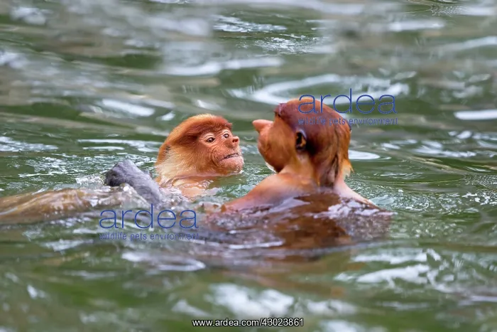 : Proboscis / Long-nosed Monkey - playing in water : Proboscis / Long-nosed Monkey - playing in water
