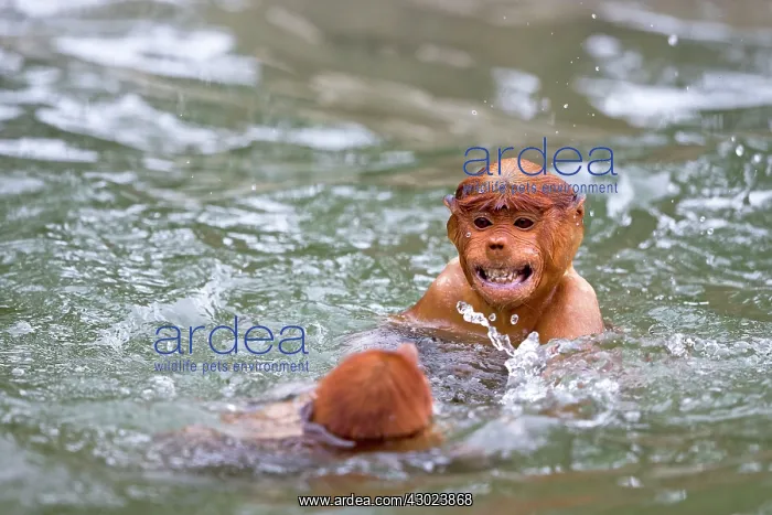: Proboscis / Long-nosed Monkey - playing in water : Proboscis / Long-nosed Monkey - playing in water