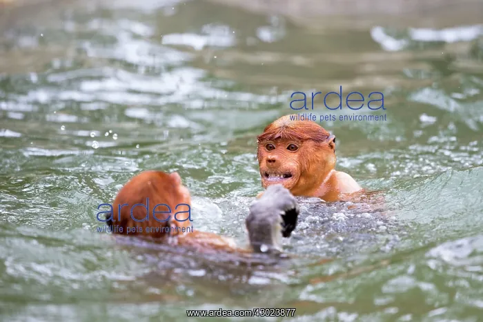 : Proboscis / Long-nosed Monkey - playing in water : Proboscis / Long-nosed Monkey - playing in water
